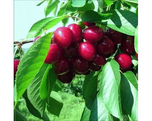   Черешня Ред Гигант (ЗКС) (2х летние)