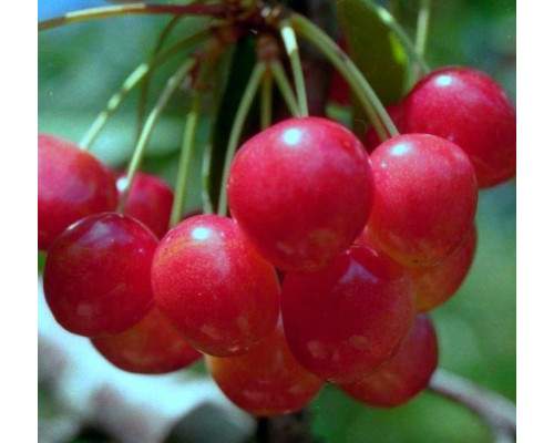 Черешня Юлия (ЗКС) (2х летние)
