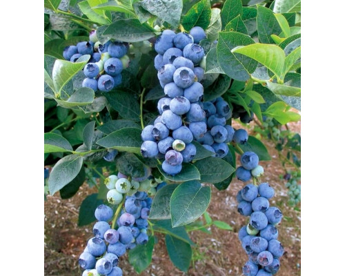 Голубика Блюкроп (ЗКС) (3х летние)