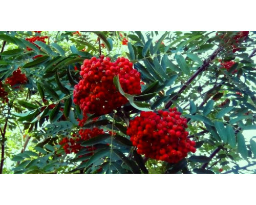 Рябина Гранатная (ЗКС) (Зх летние)