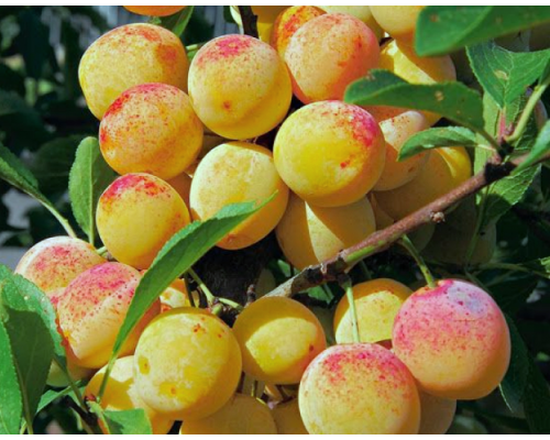 Слива Мирабель (Колоновидная) (ЗКС) (2х летние)