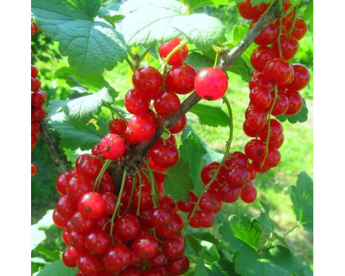 Смородина Каскад (красная) (ЗКС) 