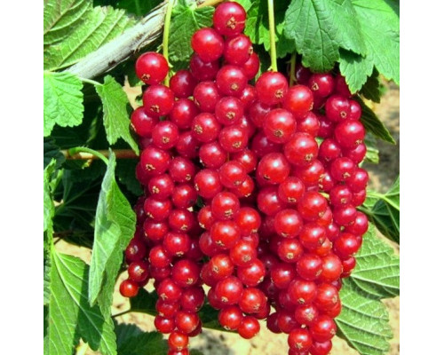 Смородина Рондом (красная) (ЗКС) (1но летняя)