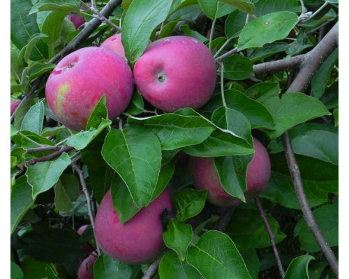 Яблоня Лойко (ОКС) (2х летние)