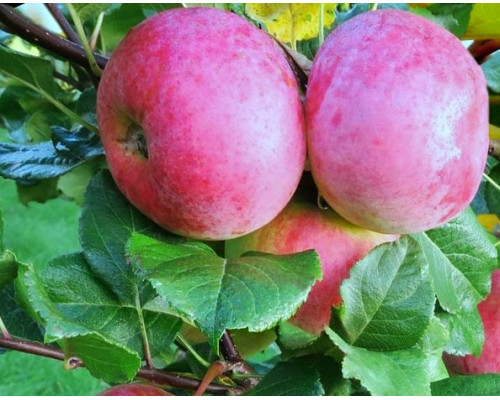Яблоня Вэм Розовый (ЗКС) (2х летние)