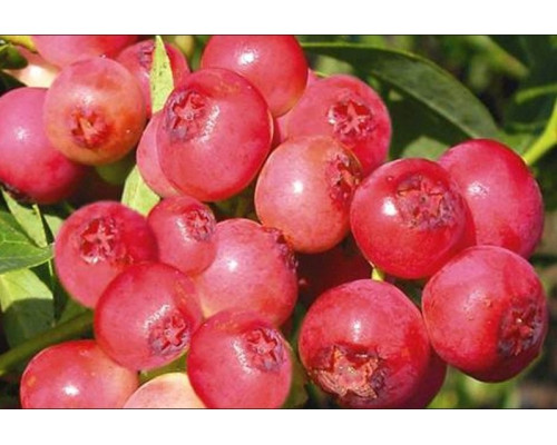 Голубика Pink Lemmonade 