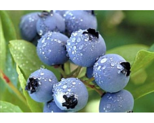 Голубика  Норт Кантри 