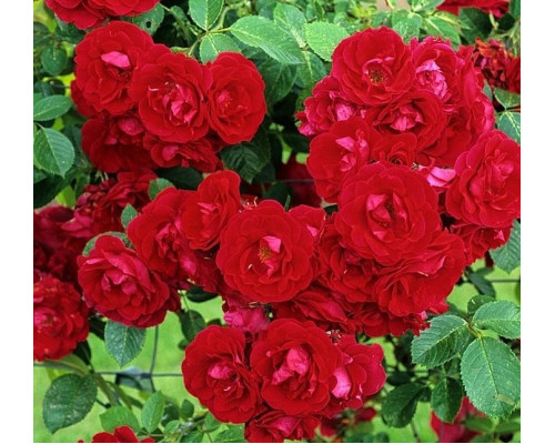  Роза Фламентанц (плетистая) (ЗКС) (3х летние)